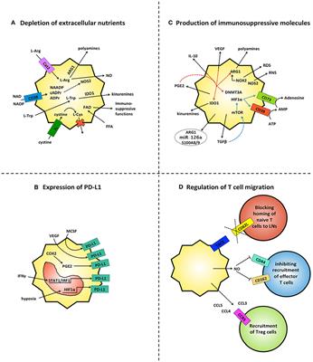 Myeloid-Derived Suppressor Cells: Ductile Targets in Disease